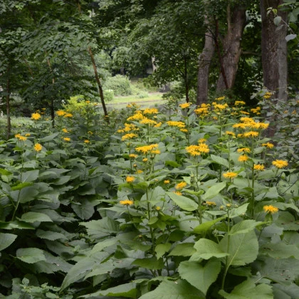 Oman pravý - Inula helenium - semena omanu - 20 ks