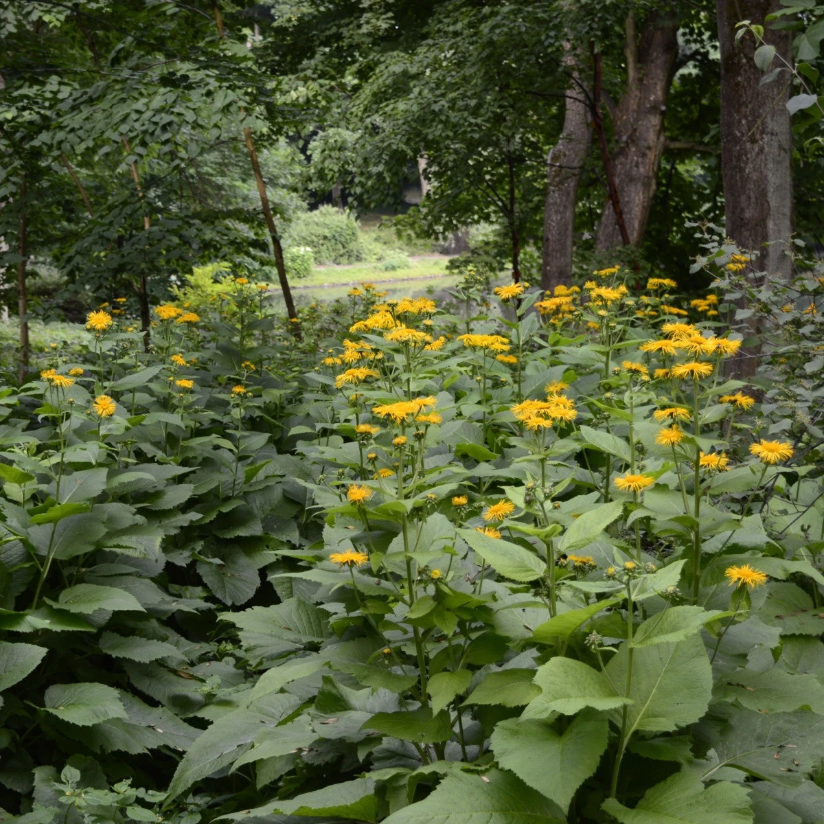 Oman pravý - Inula helenium - semena omanu - 20 ks