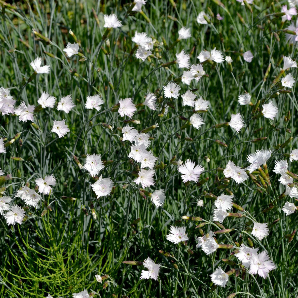 Hvozdík kropenatý bílý - Dianthus deltoides - semena hvozdíku - 100 ks