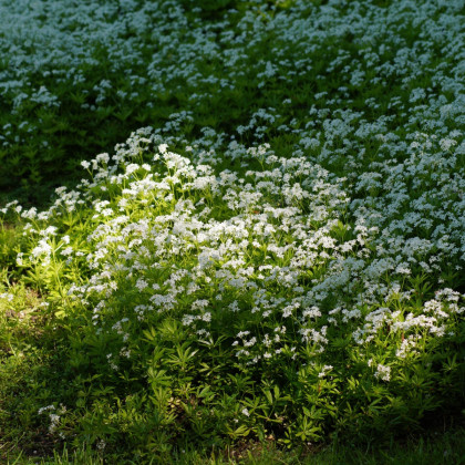 Pomněnka lesní Snowsylva - Myosotis sylvatica - semena pomněnky - 60 ks