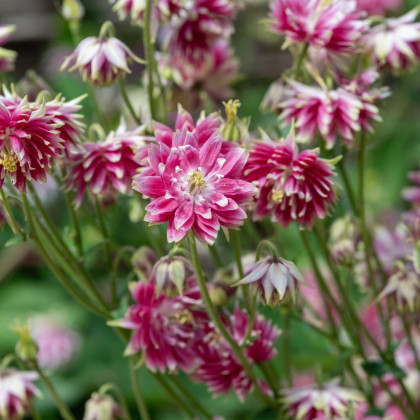 Orlíček Nora Barlow - Aquilegia vulgaris - semena orlíčku - 30 ks