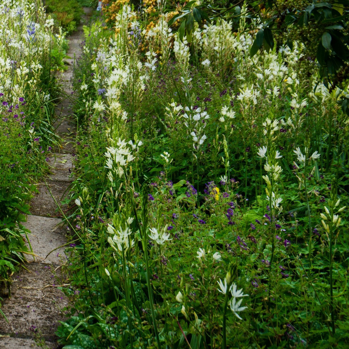 Ladoník bílý - Camassia alba - cibule ladoníku - 2 ks