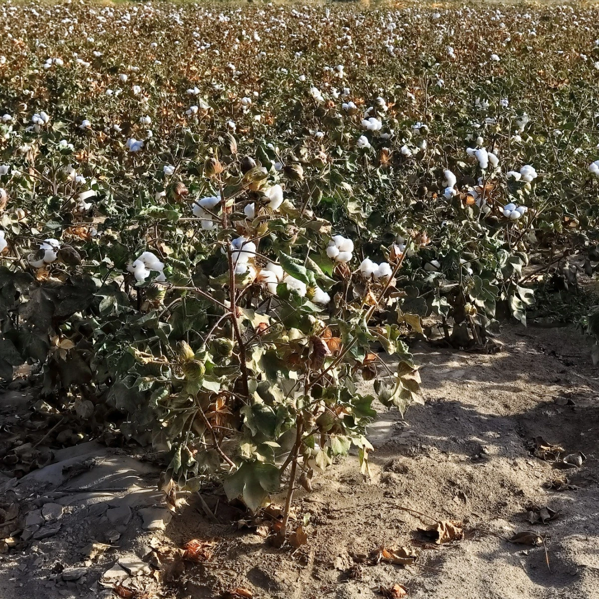 Mexická bavlna - Gossypium hirsutum - semena bavlny - 5 ks