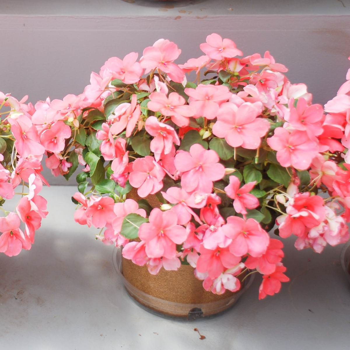 Netýkavka Campos Salmon F1 - Impatiens walleriana - semena netýkavky - 20 ks