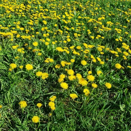 BIO Pampeliška - Taraxacum officinalis - bio semena smetánky - 400 ks