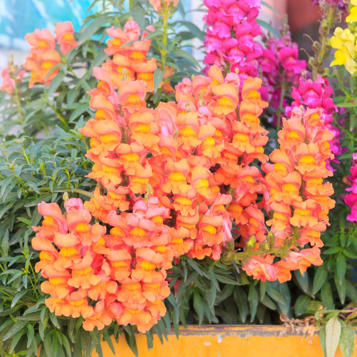 Hledík větší oranžový - Antirrhinum majus - semena hledíku - 20 ks