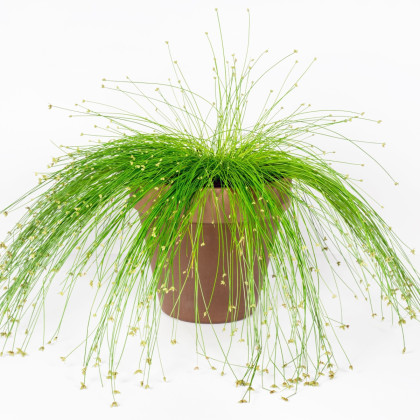 Isolepis Live Wire - Isolepis cernua - semena okrasných trav - 10 ks