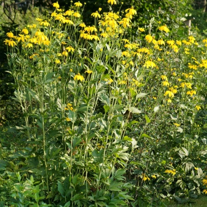 Topinambur červený Violet de Rennes - Helianthus tuberosus - prostokořenné sazenice topinamburu - 1 ks