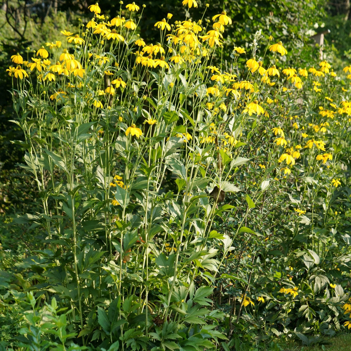 Topinambur červený Violet de Rennes - Helianthus tuberosus - prostokořenné sazenice topinamburu - 1 ks
