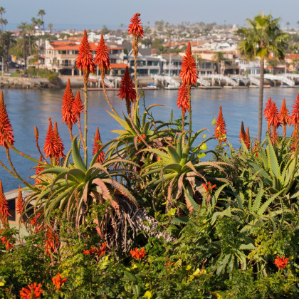 Trytoma Nancy Red - Kniphofia - sadzonka z odkrytym korzeniem - 1 szt.