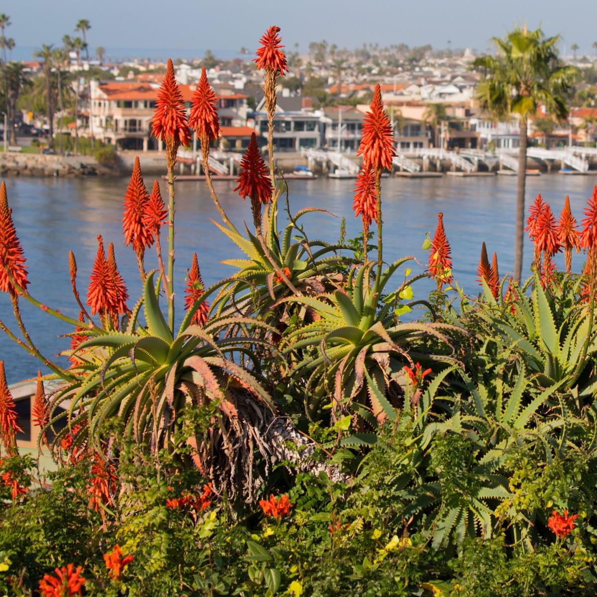 Trytoma Nancy Red - Kniphofia - sadzonka z odkrytym korzeniem - 1 szt.