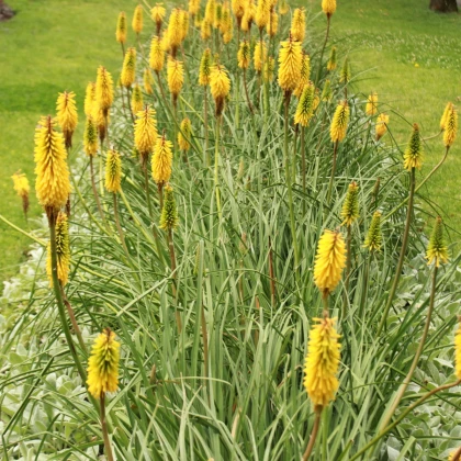 Trytoma Minister Verschuur - Kniphofia - sadzonka z odkrytym korzeniem - 1 szt.