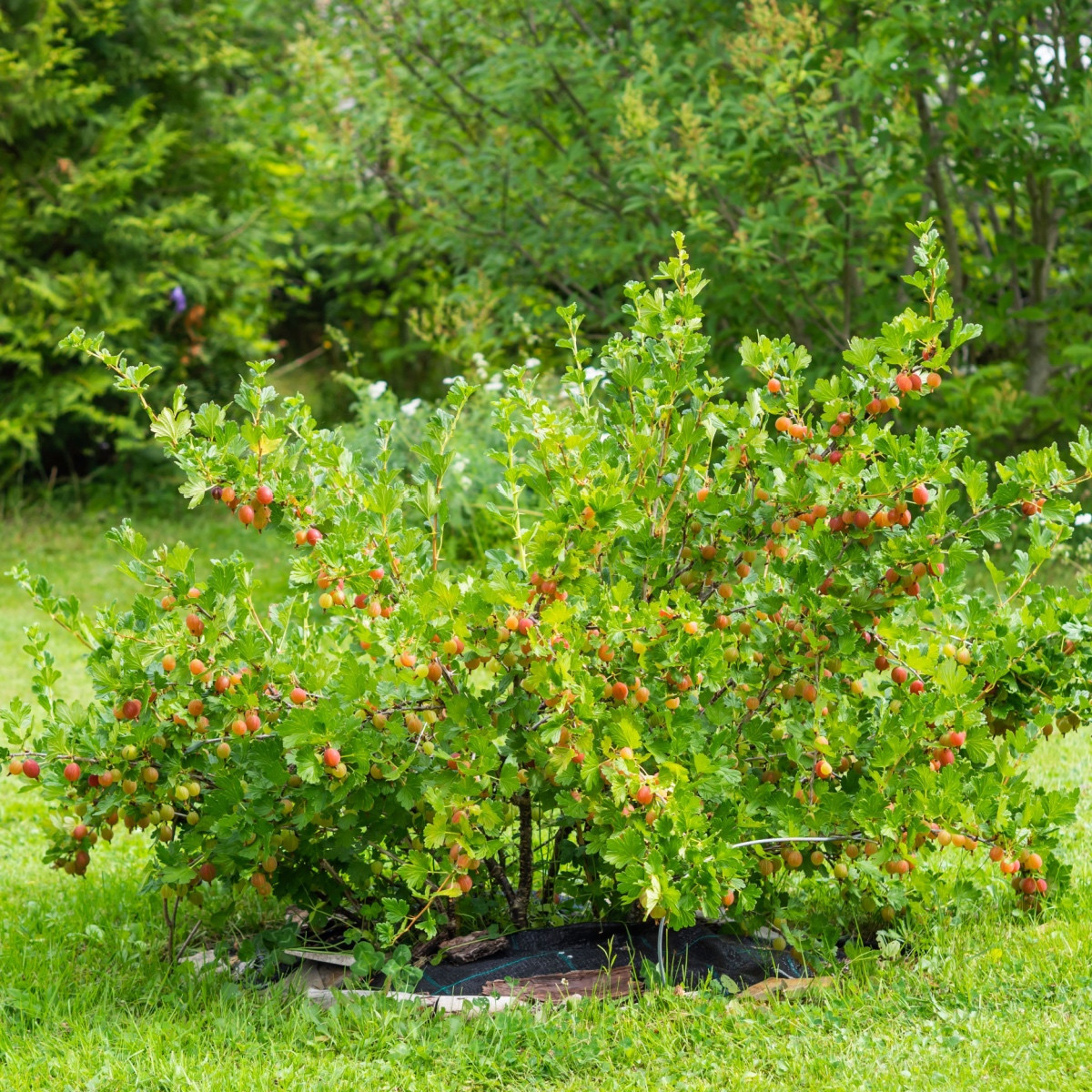 Angrešt červený - Ribes uva-crispa - prostokořenné sazenice angreštu - 1 ks