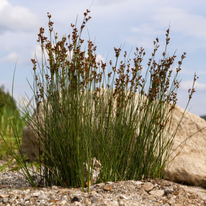 Sítina rozkladitá Spiralis - Juncus effusus - semena sítiny - 20 ks