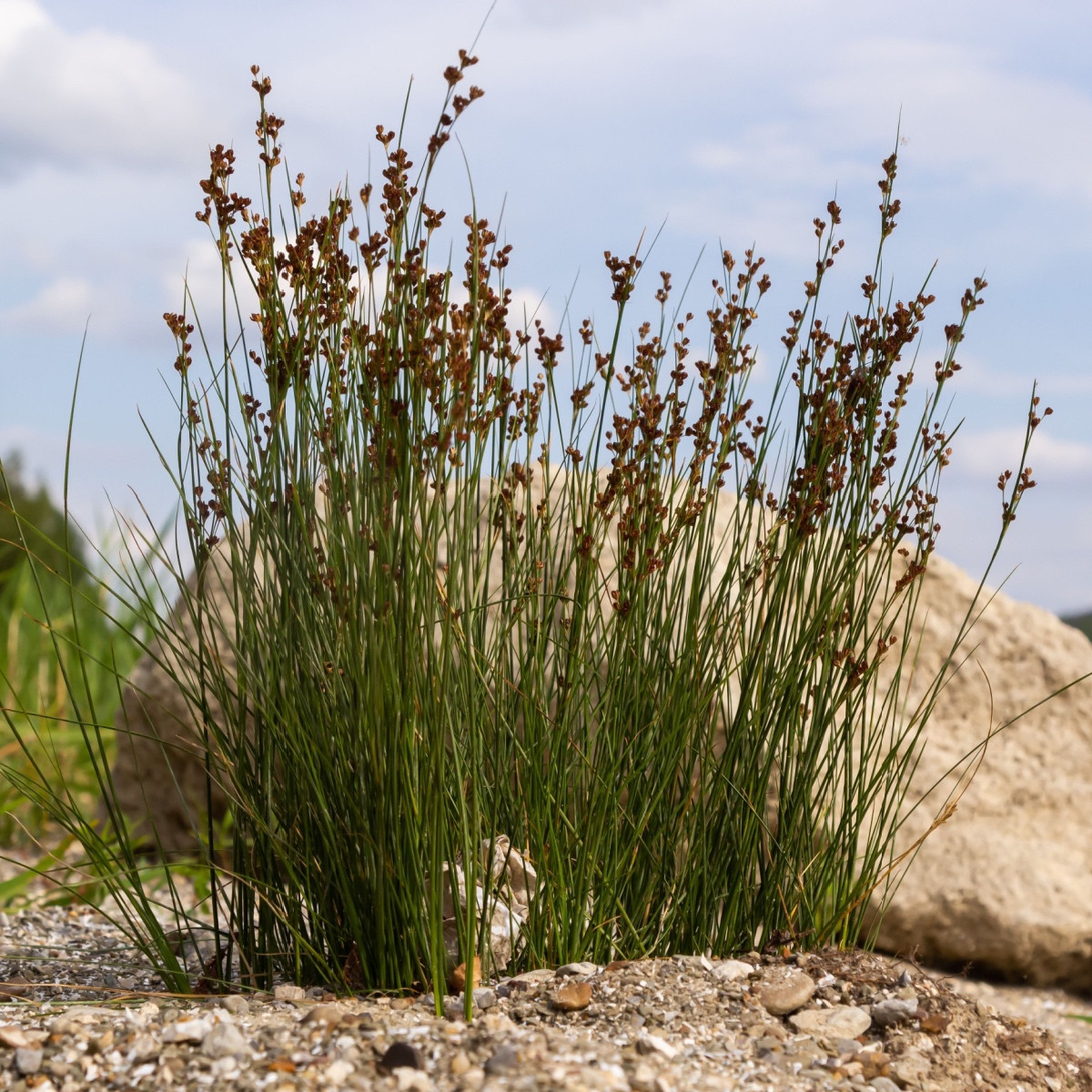 Sítina rozkladitá Spiralis - Juncus effusus - semena sítiny - 20 ks