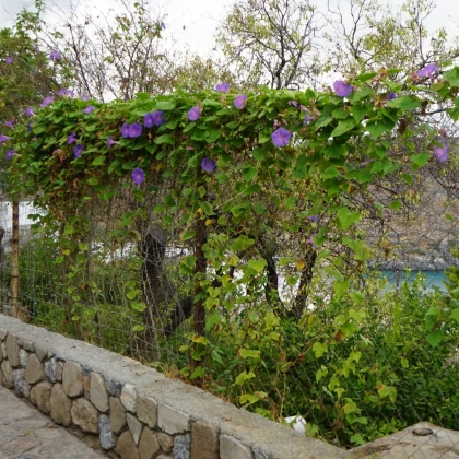 BIO Povíjnice fialová - Ipomoea purpurea - bio semena povíjnice - 15 ks