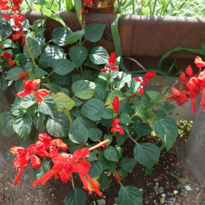 Šalvěj šarlatová Lady in Red - Salvia coccinea - semena šalvěje - 10 ks