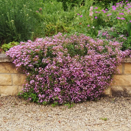 Mydlice bazalkovitá - Saponaria ocymoides - semena mydlice - 25 ks