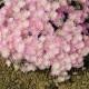 Lampranthus růžový - Lampranthus filicaulis - semena lampranthus - 10 ks