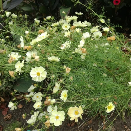 Krásenka žlutá Xanthos - Cosmos bipinnatus - semena krásenky - 20 ks