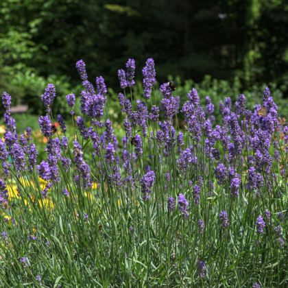 Levandule Hidcote Blue Strain - Lavandula angustifolia - semena levandule - 30 ks