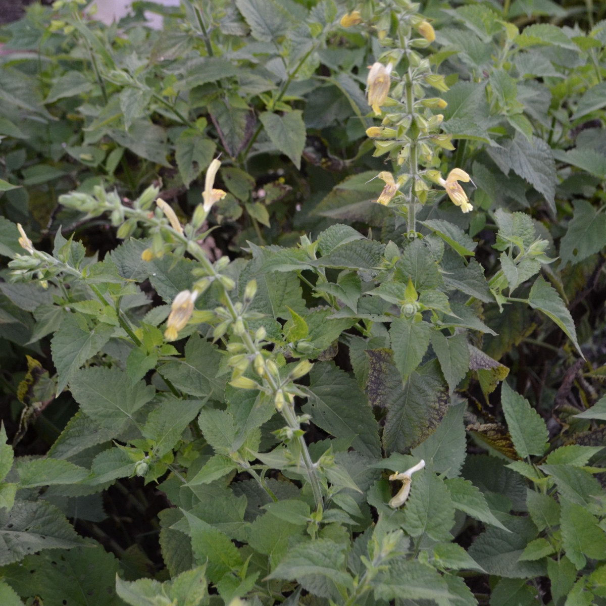 Šalvěj žlutá lepkavá - Salvia glutinosa - semena šalvěje - 20 ks