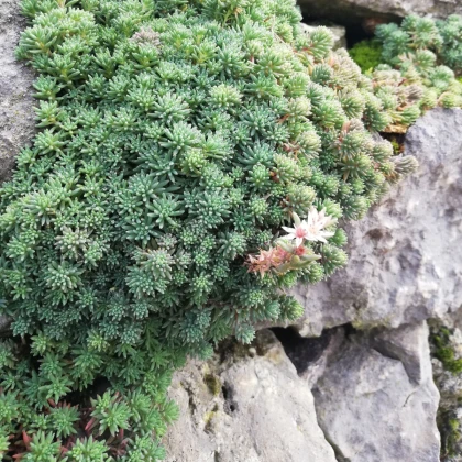 Rozchodník španělský - Sedum hispanicum - semena rozchodníku - 100 ks