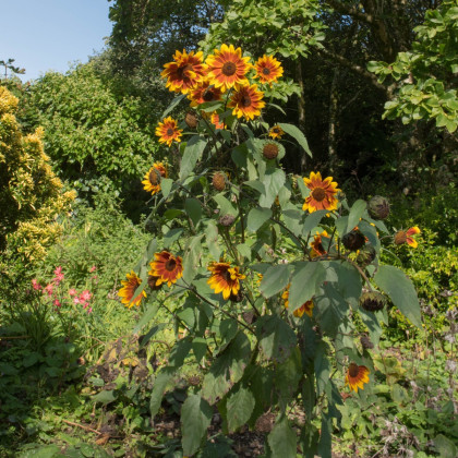 Slunečnice Ring of Fire - Helianthus annuus - semena slunečnice - 8 ks
