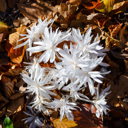 Ocún plnokvětý bílý - Colchicum alboplenum - hlízy ocúnu - 1 ks