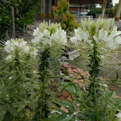 Luštěnice trnitá bílá - Cleome houtteana - semena luštěnice - 10 ks