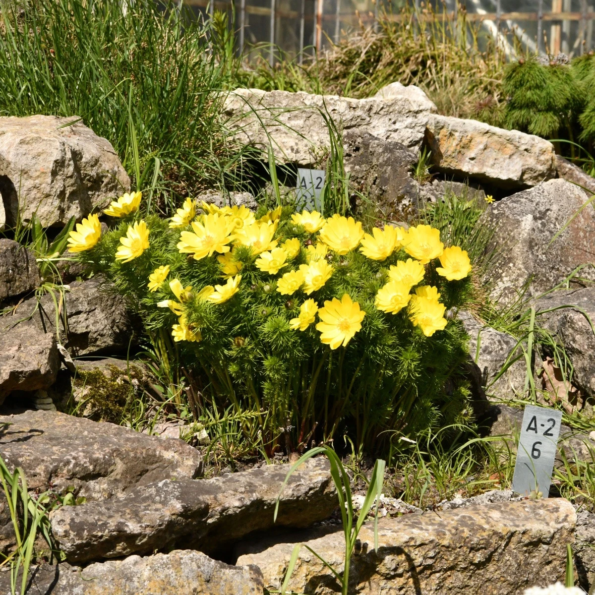 Hlaváček jarní - Adonis vernalis - semena hlaváčku - 10 ks