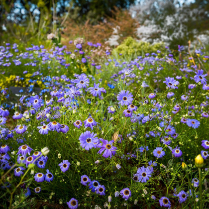 Všelicha iberkolistá Bravo modrá s okem - Brachyscome iberidifolia - semena všelichy - 500 ks