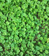 Stříbrný déšť Emerald Falls - Dichondra argentea - semena stříbrného deště - 6 ks