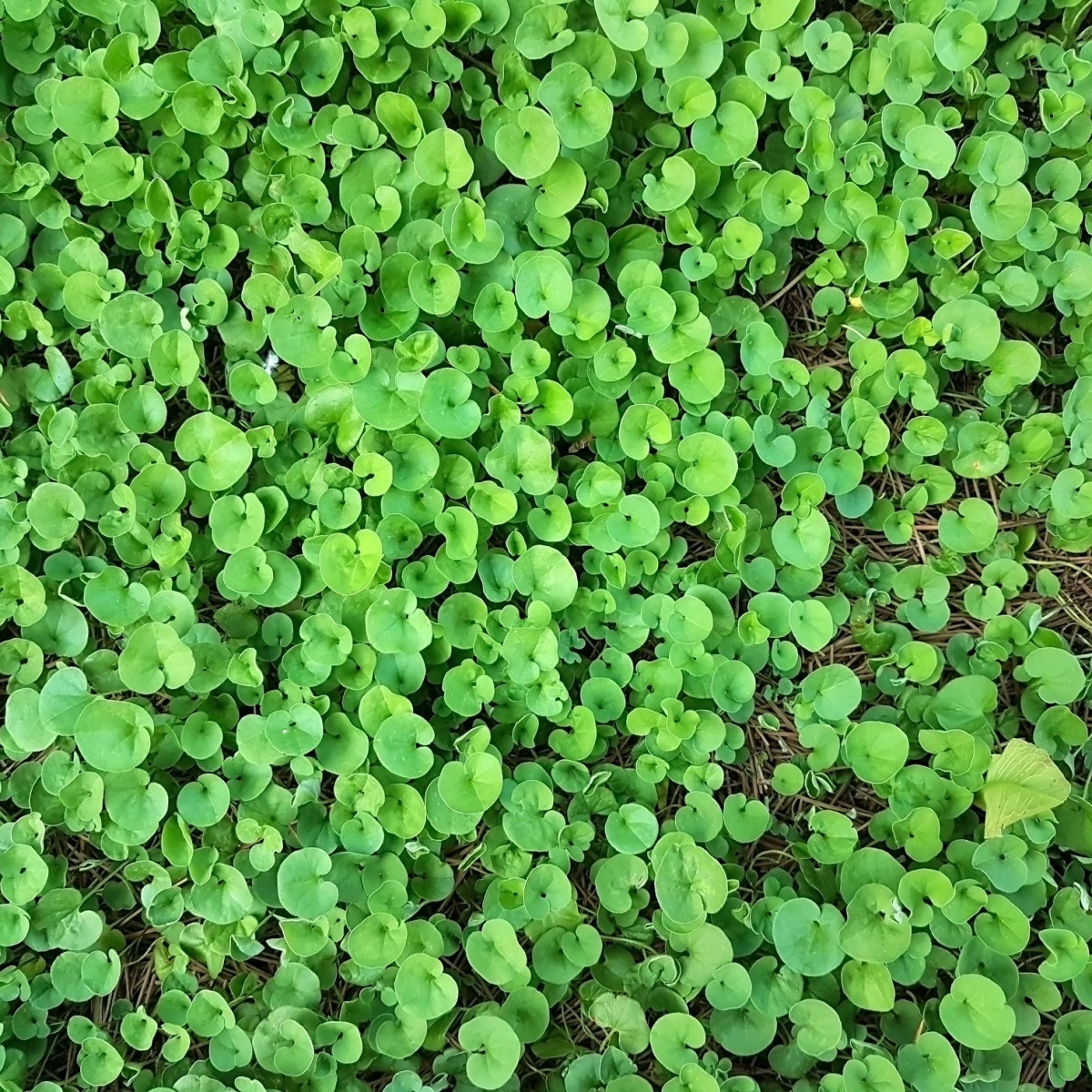 Stříbrný déšť Emerald Falls - Dichondra argentea - semena stříbrného deště - 6 ks