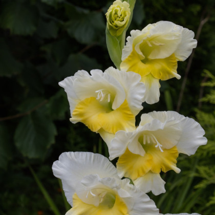 Gladiol Buggy - Gladiolus - hlízy mečíku - 3 ks