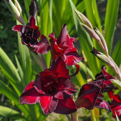 Gladiol Black Surprise - Gladiolus - hlízy mečíku - 3 ks