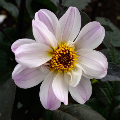 Jiřinka Bishop of Dover - Dahlia - hlízy jiřinky - 1 ks