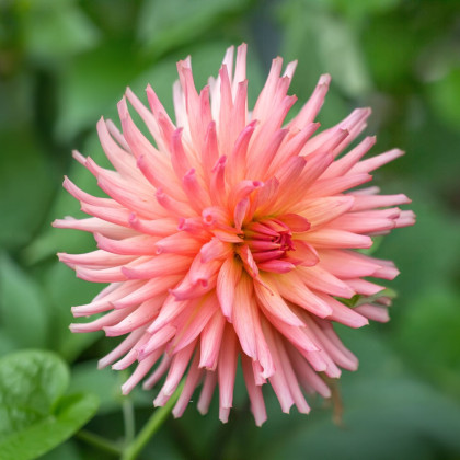Jiřinka Preference - Dahlia - hlízy jiřinky - 1 ks