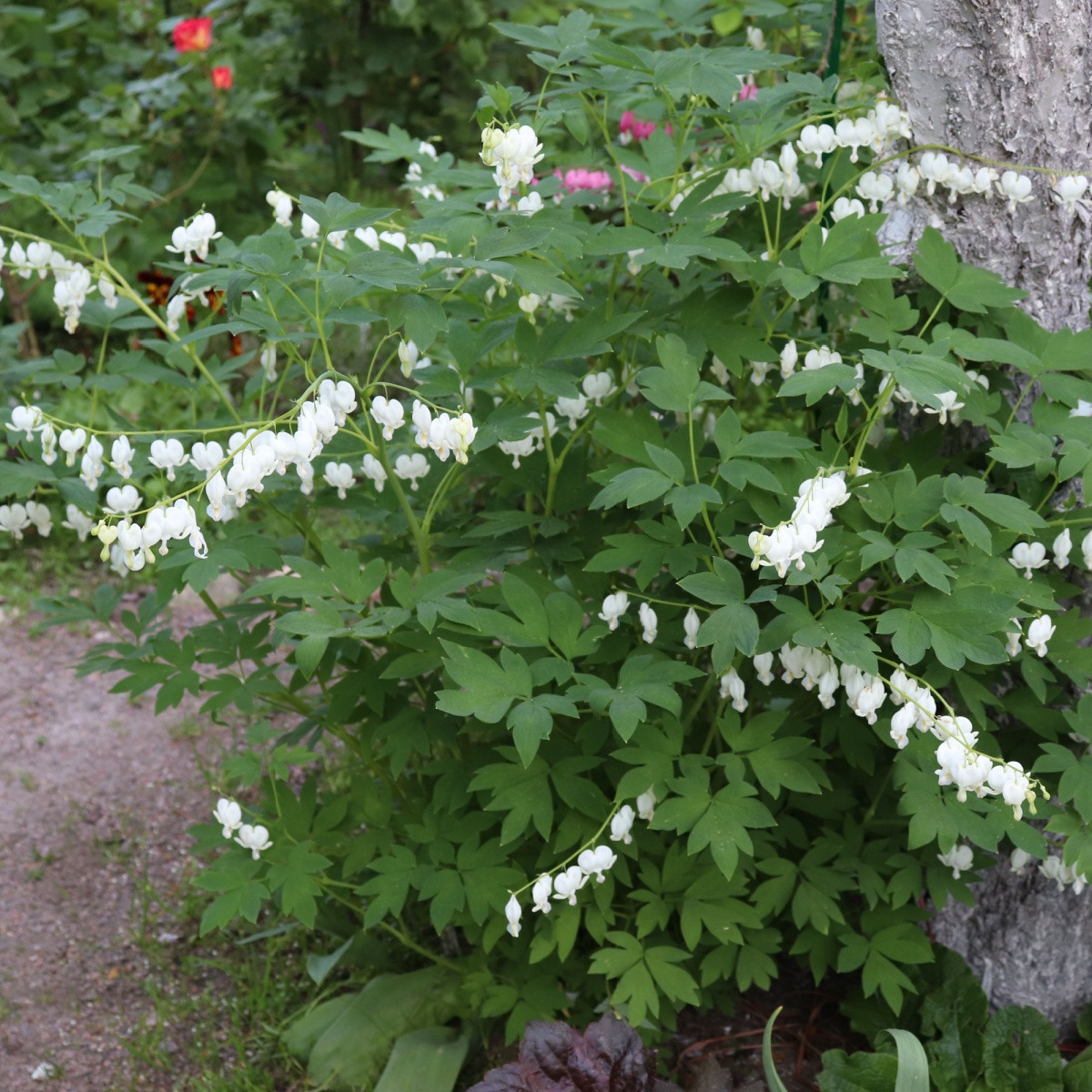 Srdcovka nádherná bílá - Dicentra spectabilis - hlízy srdcovky - 1 ks