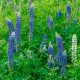 Lupina modrá - Lupinus - prostokořenné sazenice lupiny - 1 ks