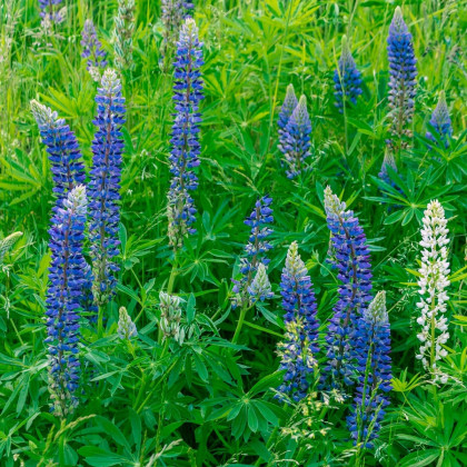 Lupina modrá - Lupinus - prostokořenné sazenice lupiny - 1 ks