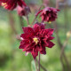Orlíček plnokvětý červený - Aquilegia - prostokořenné sazenice orlíčku - 1 ks