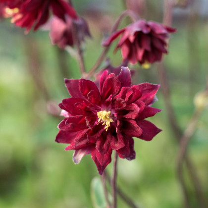 Orlíček plnokvětý červený - Aquilegia - prostokořenné sazenice orlíčku - 1 ks