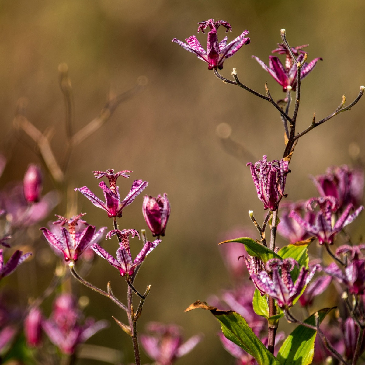 Liliovka Dark Beauty - Tricytris formosana - prostokořenné sazenice liliovky - 1 ks