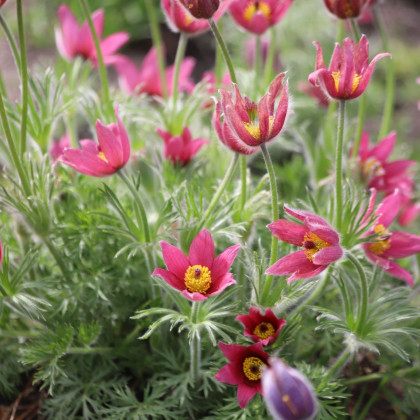 Sasanka różowa - Pulsatilla - sadzonki z gołym korzeniem - 1 szt.