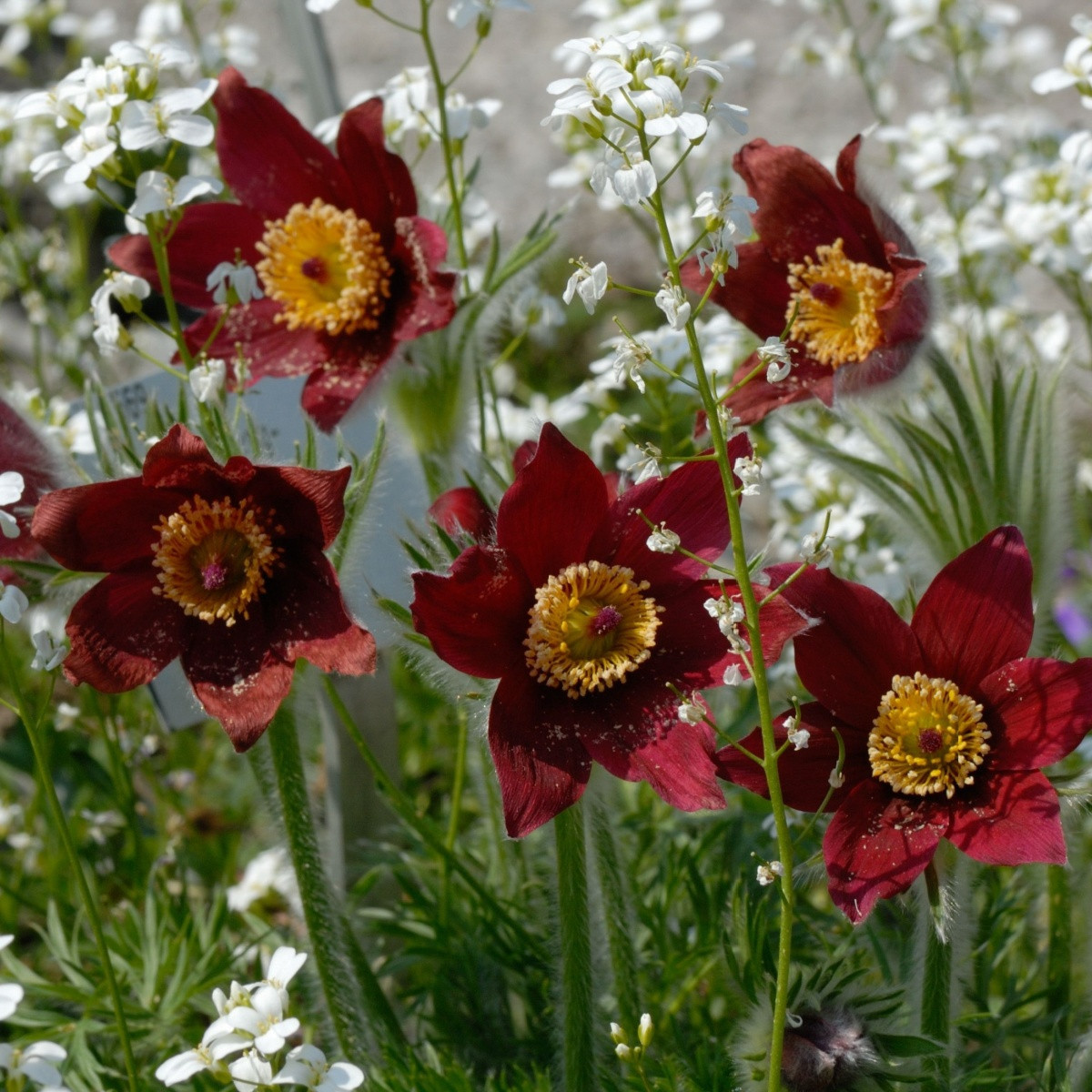 Koniklec červený - Pulsatilla - prostokořenné sazenice - 1 ks