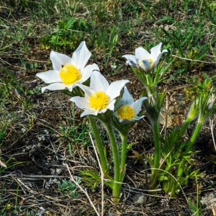 Sasanka biała - Pulsatilla - sadzonki z odkrytym korzeniem - 1 szt.