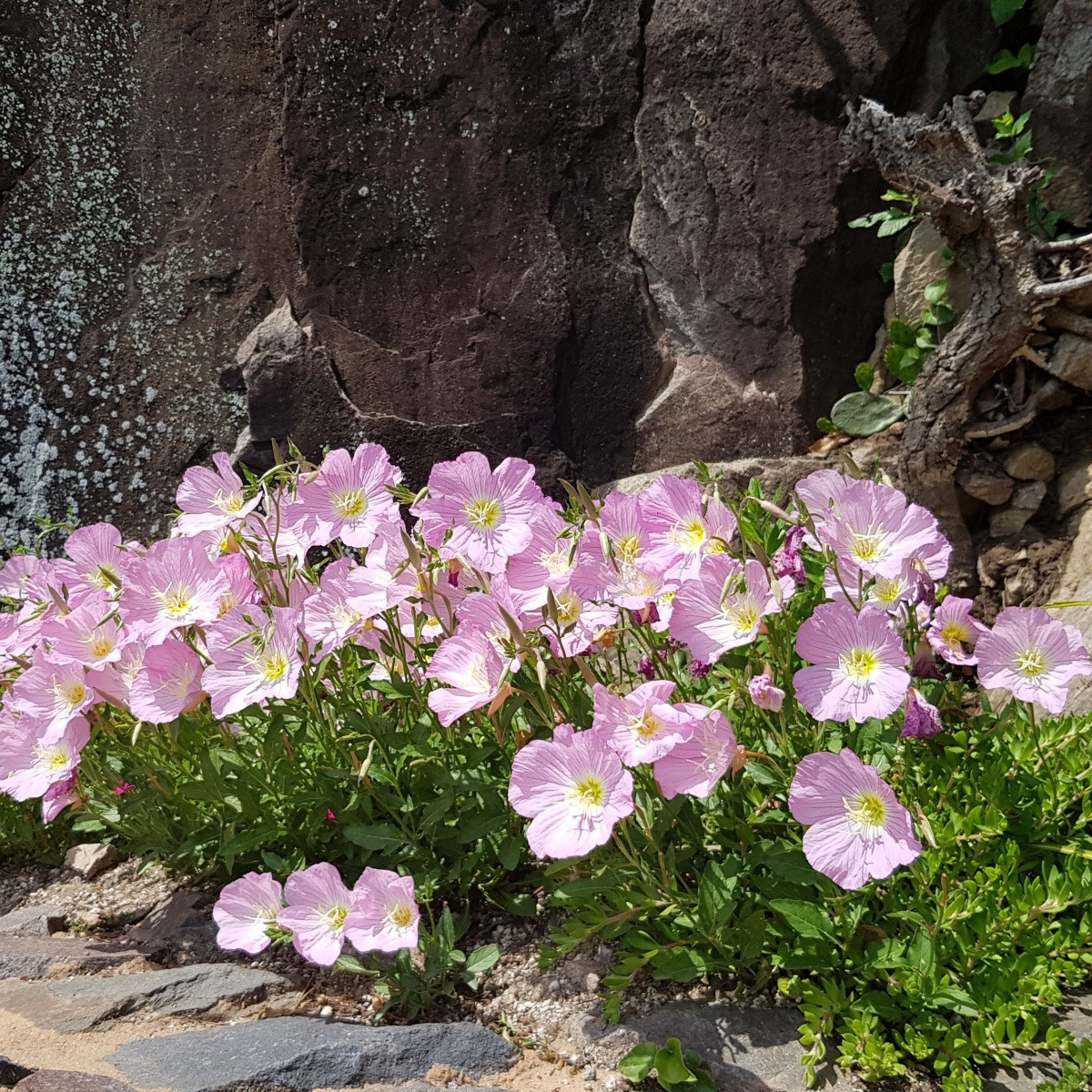 Pupalka růžová kobercová - Oenothera speciosa - semena pupalky - 50 ks
