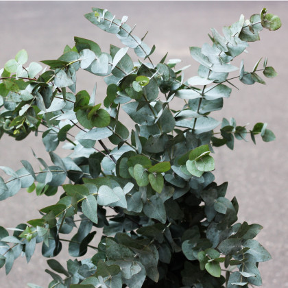 Eukalyptus Gunni - Blahovičník Gunnův - Eucalyptus gunni - semena eukalyptu - 10 ks