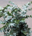 Eukalyptus Gunni - Blahovičník Gunnův - Eucalyptus gunni - semena eukalyptu - 10 ks